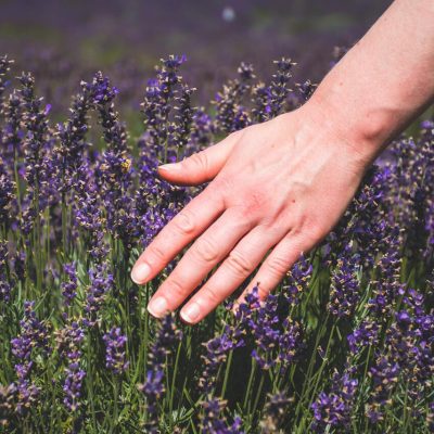 Person running hands through lavendar